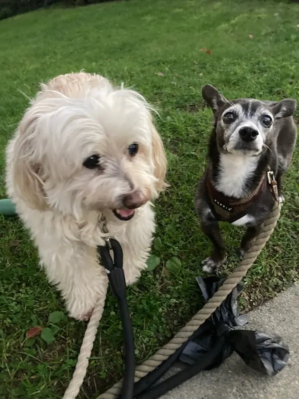 Happy Heart Pet Care — customer photo 9