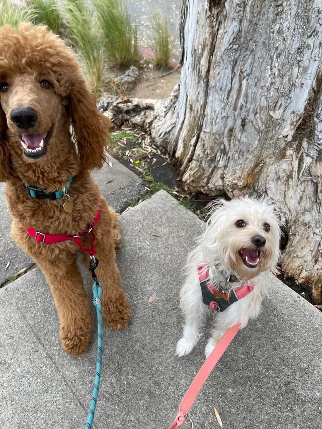 Happy Heart Pet Care — customer photo 3