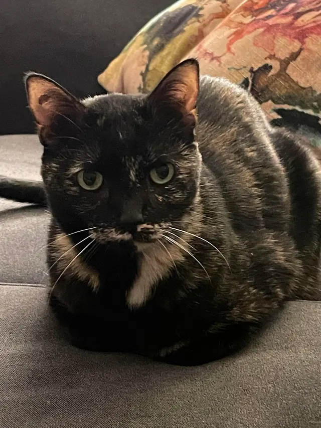 Happy Heart Pet Care — customer photo 7