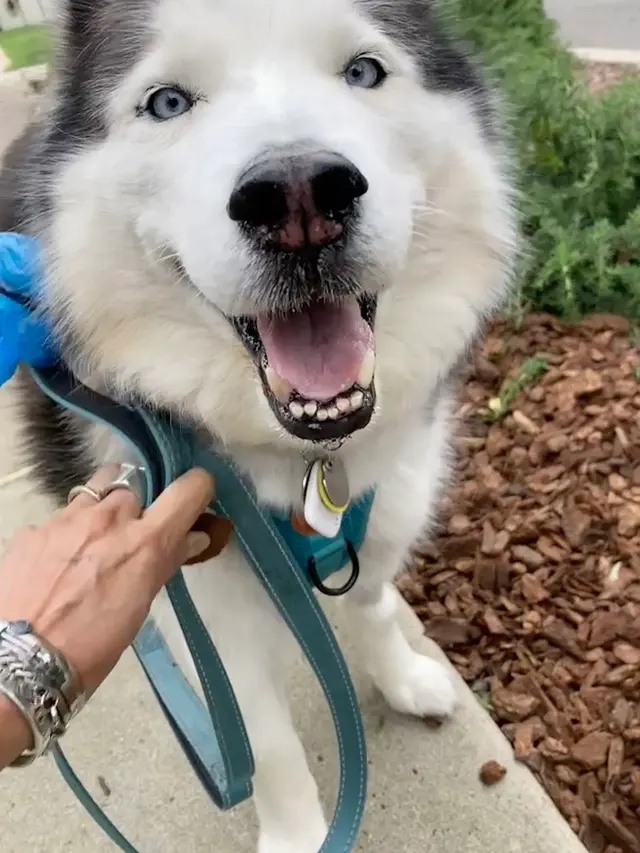 Happy Heart Pet Care — customer photo 4