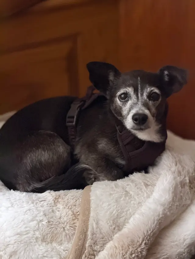 Happy Heart Pet Care — customer photo 12
