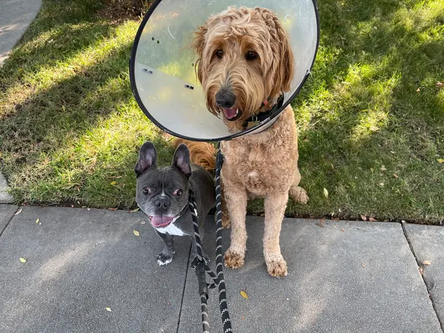 Happy Heart Pet Care — customer photo 10