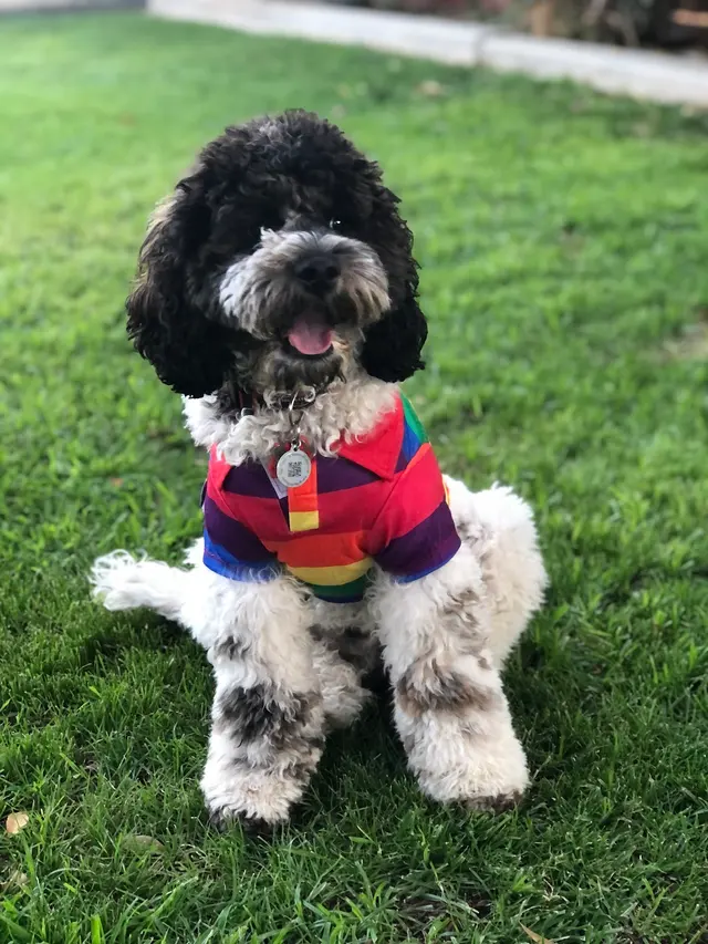 Happy Heart Pet Care — customer photo 6