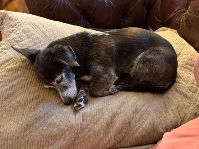 Customer photo of work by Happy Heart Pet Care, from Lucy Bartozzi's review
