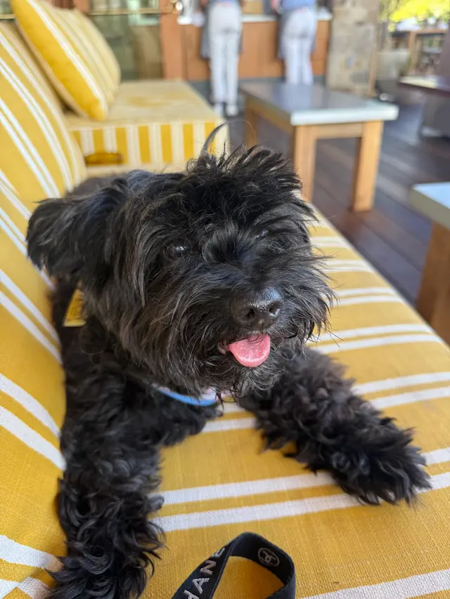 Happy Heart Pet Care — customer photo 11