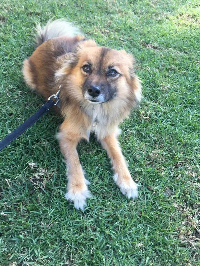 Happy Heart Pet Care — customer photo 8