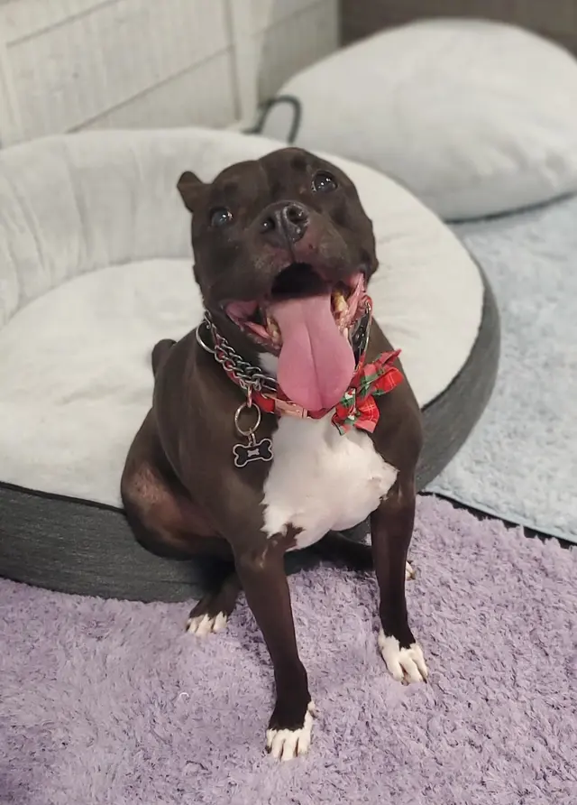 CJs Pet Staycation — customer photo 3