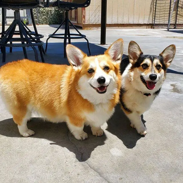 CJs Pet Staycation — photo from the business 2
