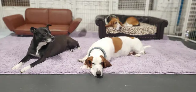CJs Pet Staycation — customer photo 8