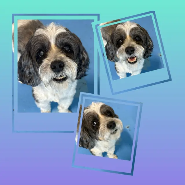 Customer photo of work by CJs Pet Staycation, from Jan Bunker's review