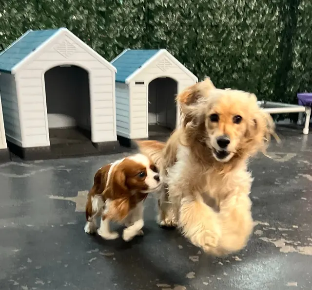 CJs Pet Staycation — customer photo 5