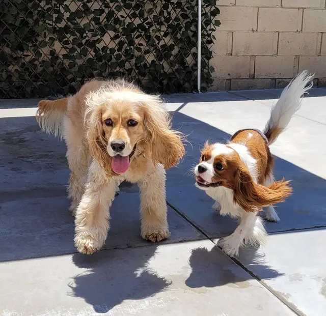 CJs Pet Staycation — photo from the business 10