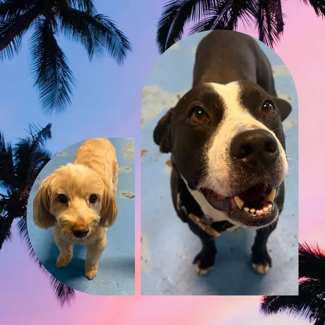 CJs Pet Staycation — customer photo 4