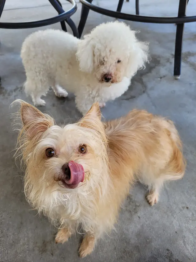 CJs Pet Staycation — photo from the business 11