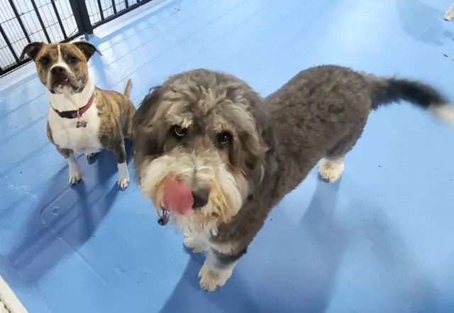 CJs Pet Staycation — customer photo 6