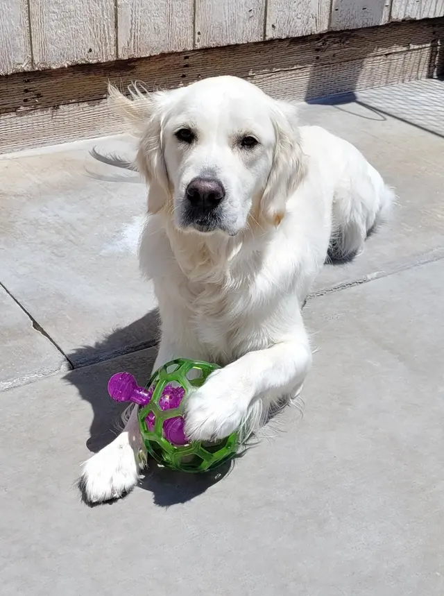 CJs Pet Staycation — photo from the business 9