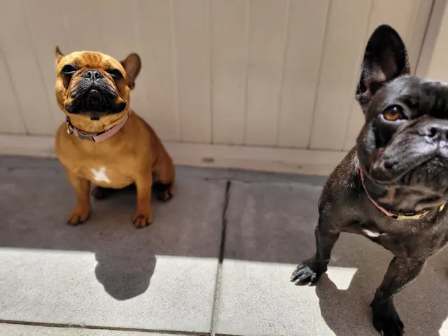 CJs Pet Staycation — photo from the business 12