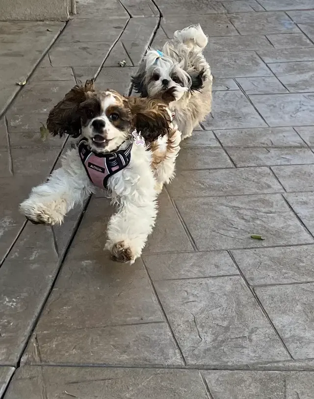 Paws On Doggy Daycare — customer photo 7