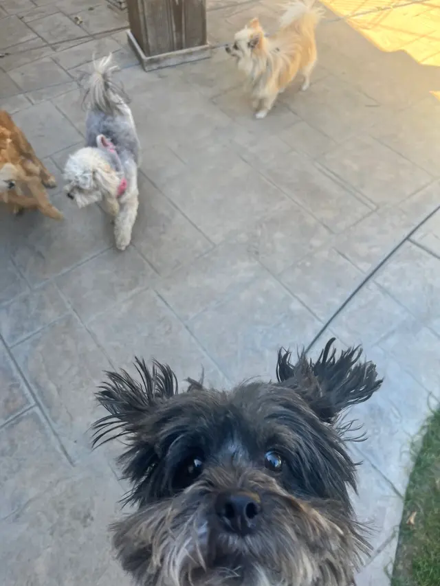 Customer photo of work by Paws On Doggy Daycare, from Eliana Eitches's review