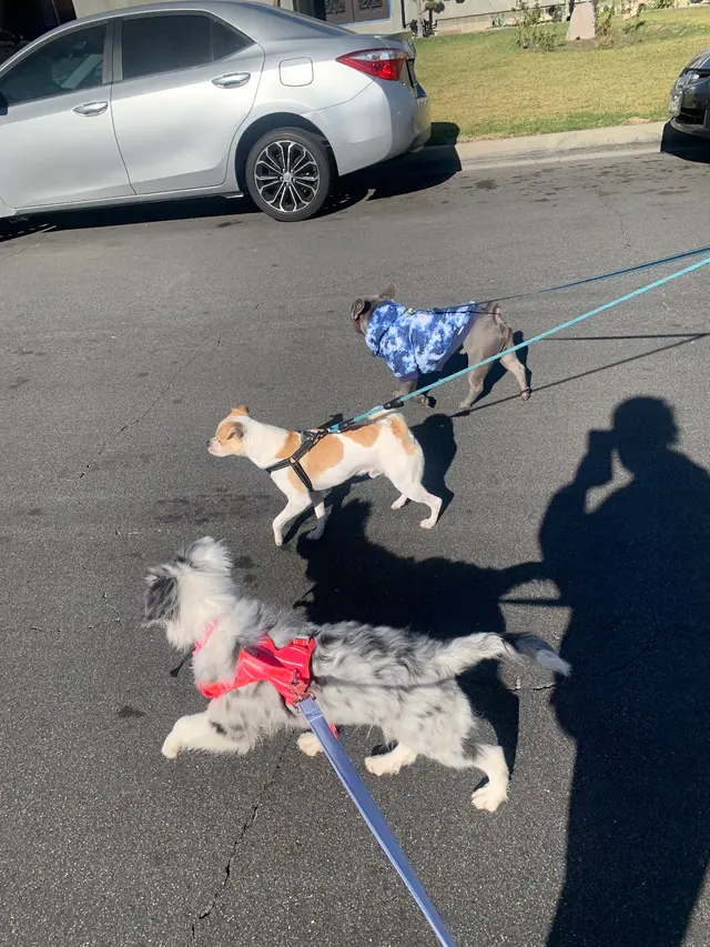Paws On Doggy Daycare — photo from the business 3