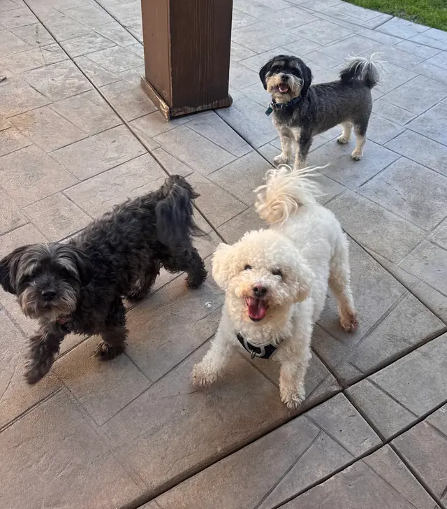 Paws On Doggy Daycare — customer photo 11