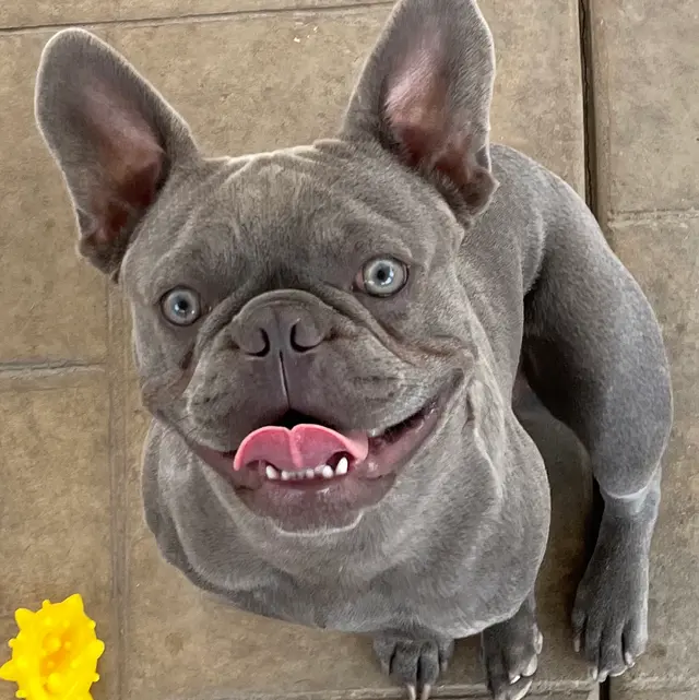 Paws On Doggy Daycare — photo from the business 4