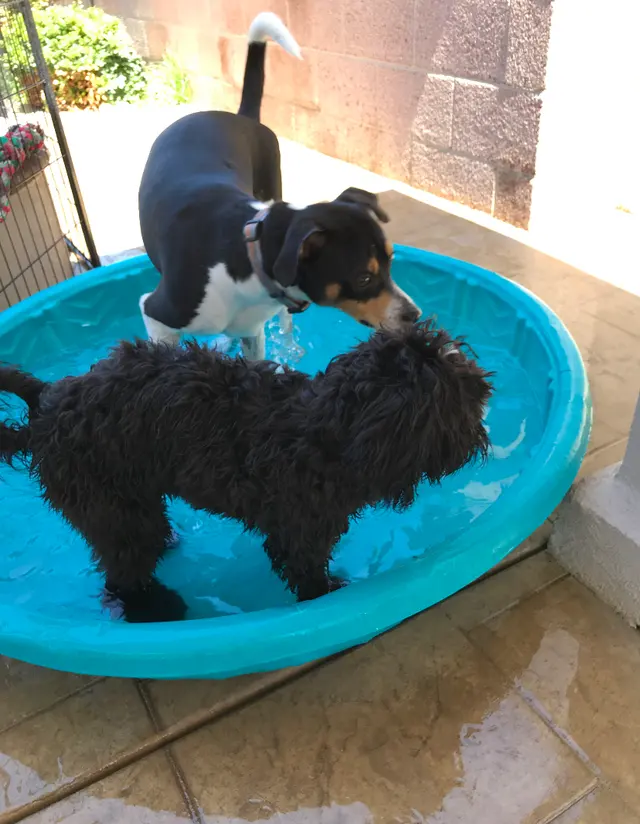 Paws On Doggy Daycare — photo from the business 10