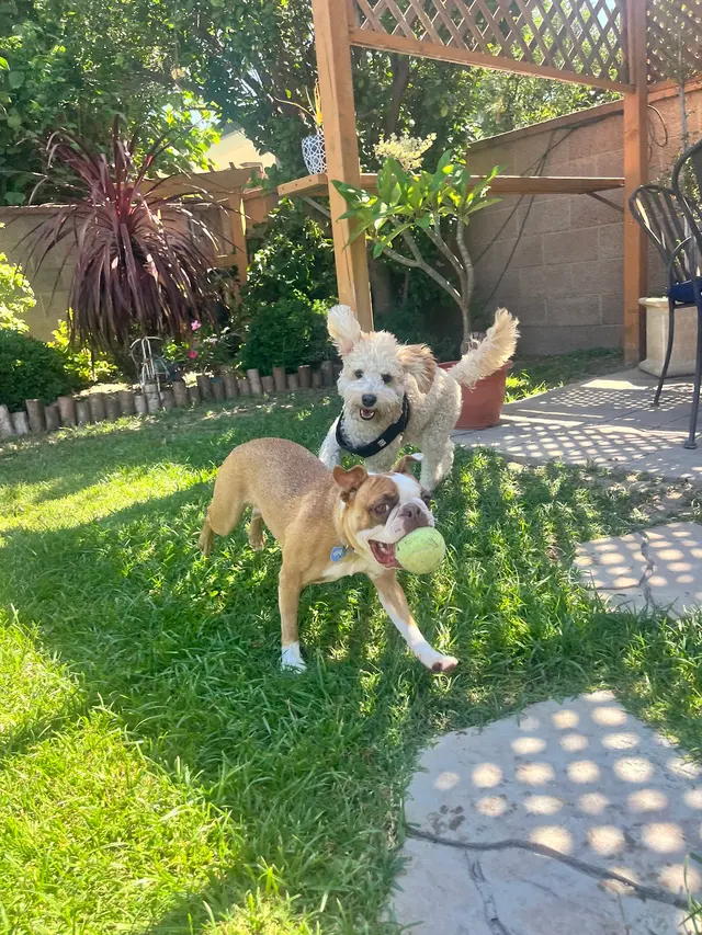 Paws On Doggy Daycare — photo from the business 1