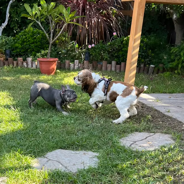 Paws On Doggy Daycare — customer photo 9