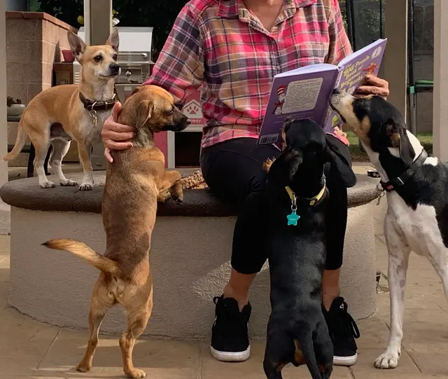Paws On Doggy Daycare — photo from the business 12