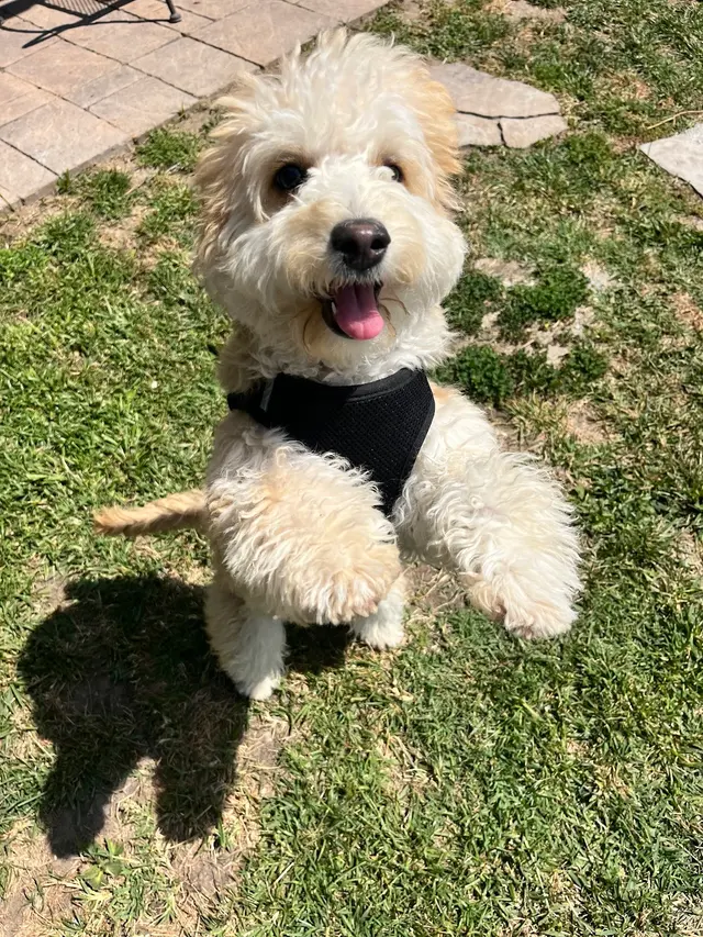 Paws On Doggy Daycare — customer photo 6