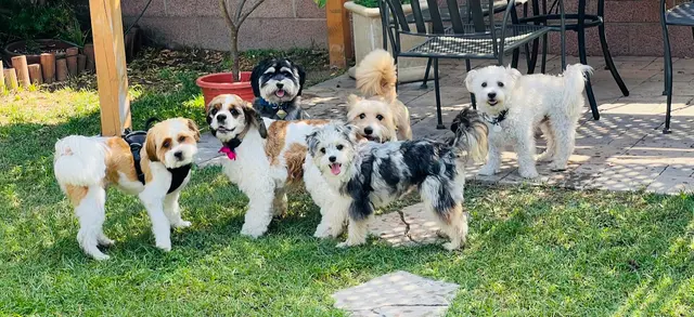 Paws On Doggy Daycare — photo from the business 2
