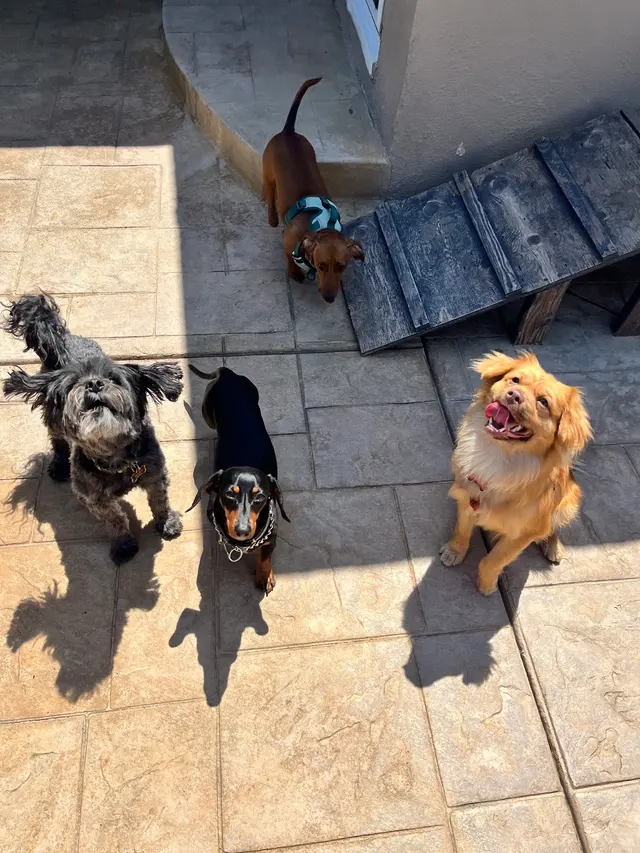 Customer photo of work by Paws On Doggy Daycare, from Eliana Eitches's review