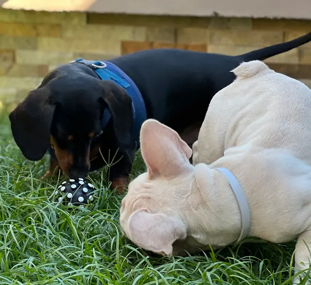 Paws On Doggy Daycare — photo from the business 5