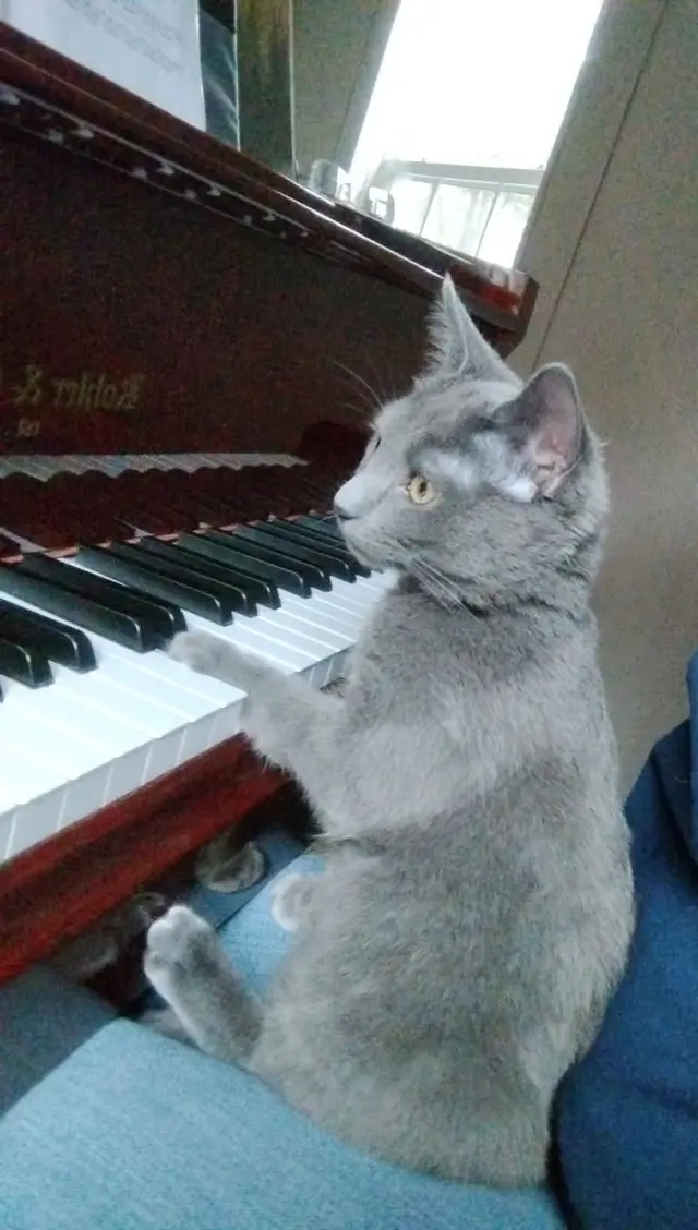 Customer photo of work by Highland Piano Studios, from BOYE WONDER's review