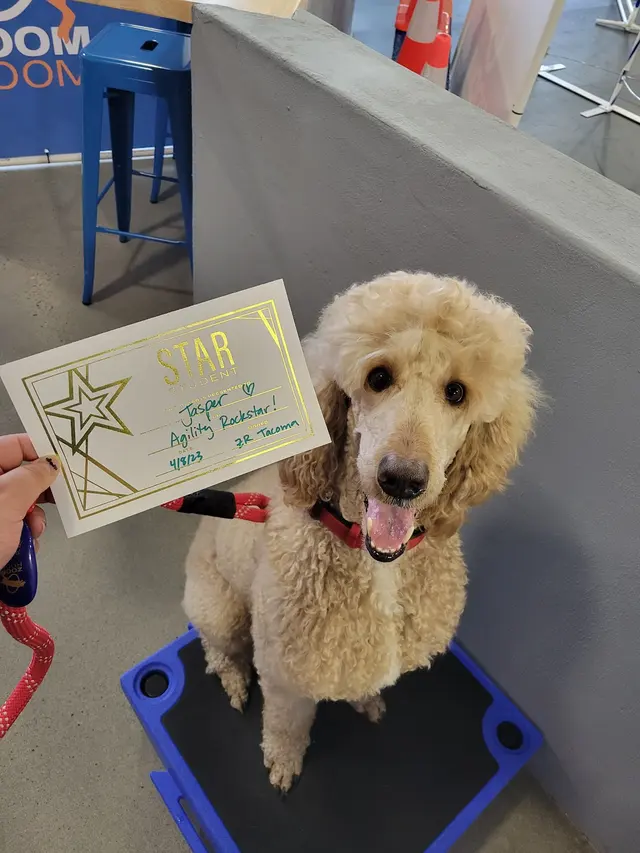 Zoom Room Dog Training — customer photo 6