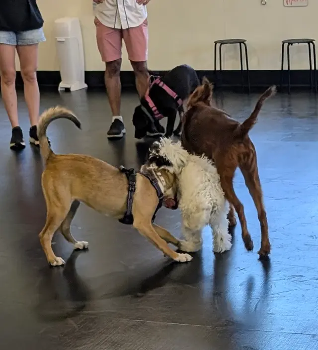 Zoom Room Dog Training — customer photo 7