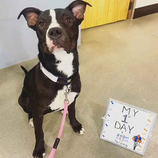Zoom Room Dog Training — customer photo 11
