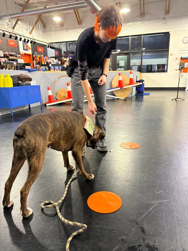 Zoom Room Dog Training — customer photo 1