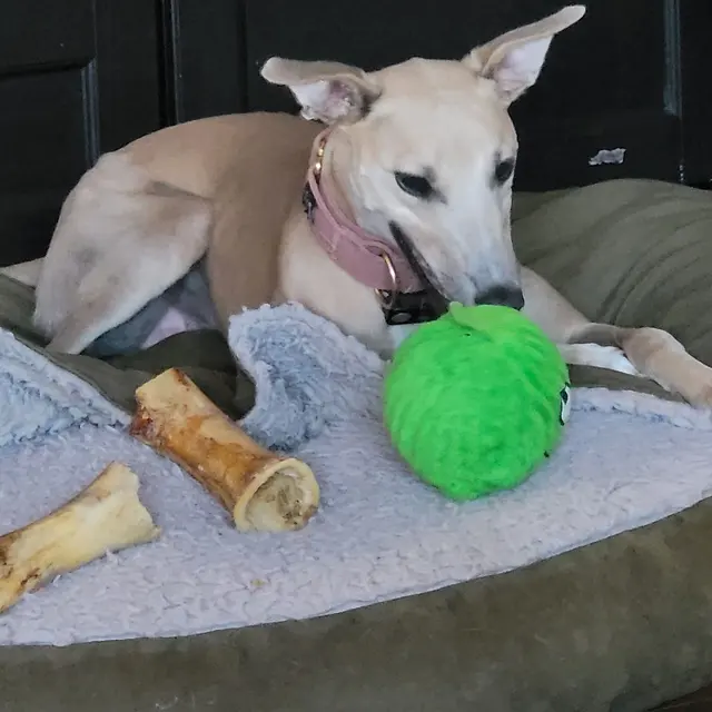 Customer photo of work by Zoom Room Dog Training, from Annette Lanker's review