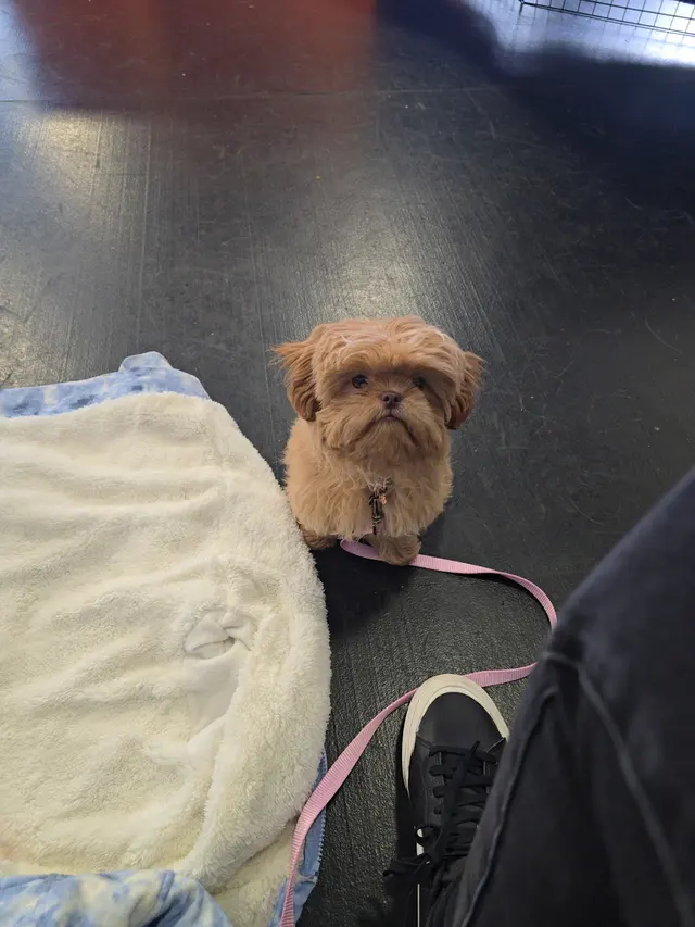 Zoom Room Dog Training — customer photo 5