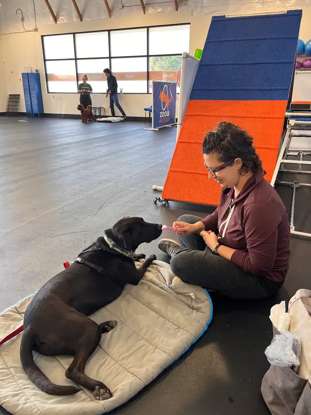 Zoom Room Dog Training — customer photo 2