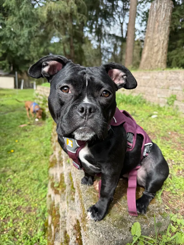 Zoom Room Dog Training — customer photo 12