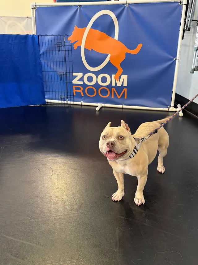 Zoom Room Dog Training — customer photo 3