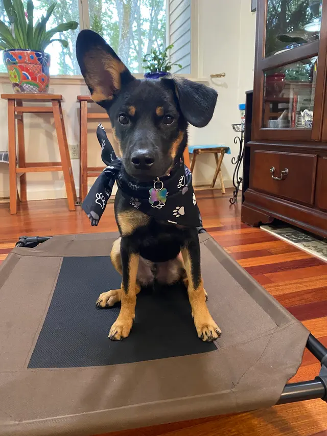 Zoom Room Dog Training — customer photo 4