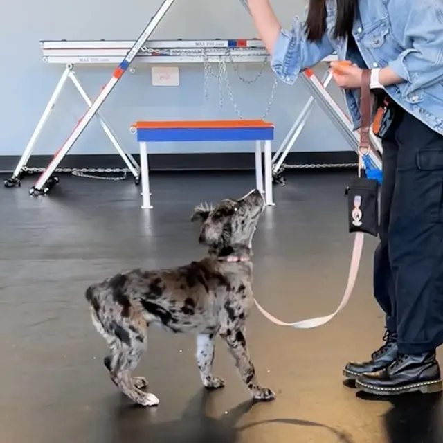 Zoom Room Dog Training — customer photo 8