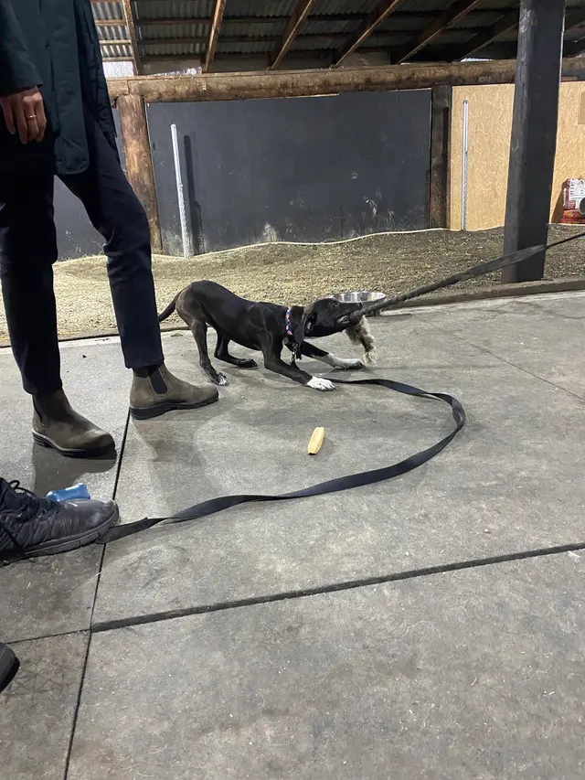 Timeless K9 Boarding And Training — customer photo 2