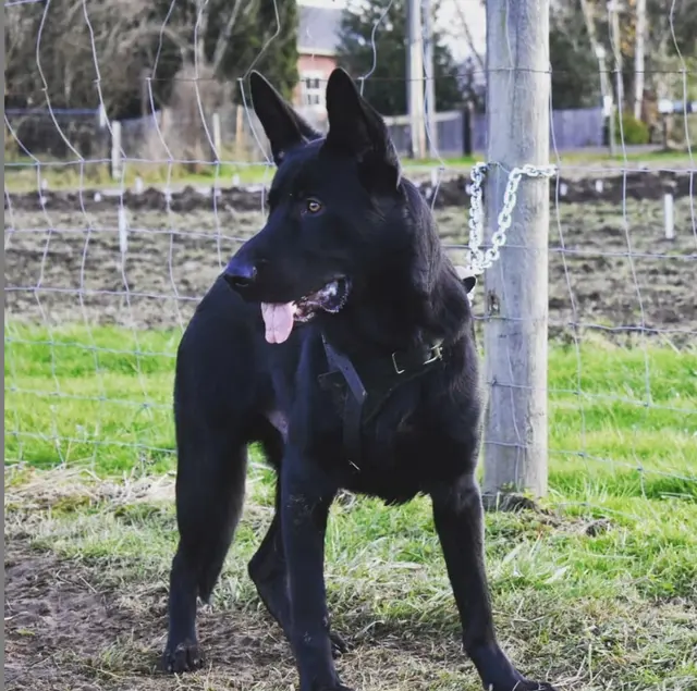 Timeless K9 Boarding And Training — photo from the business 9