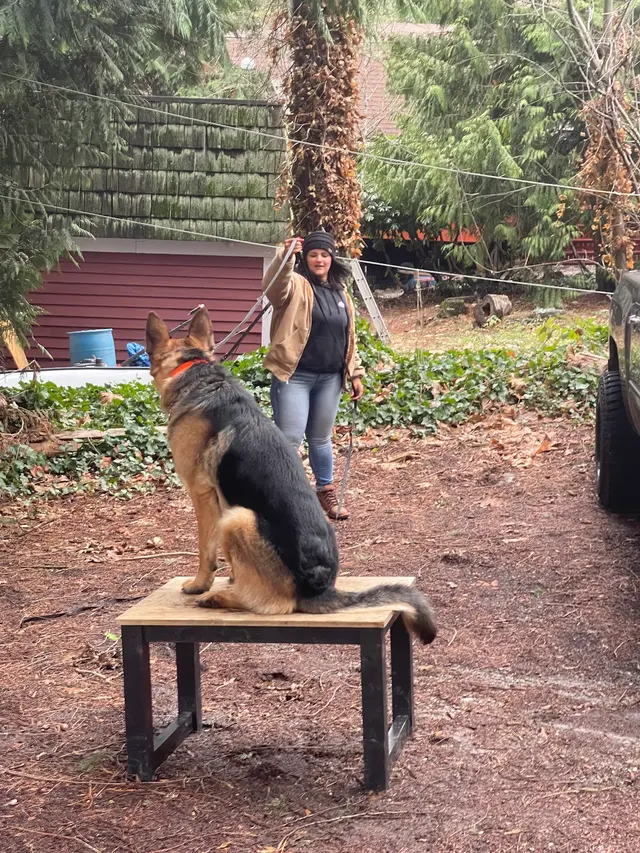 Timeless K9 Boarding And Training — photo from the business 6