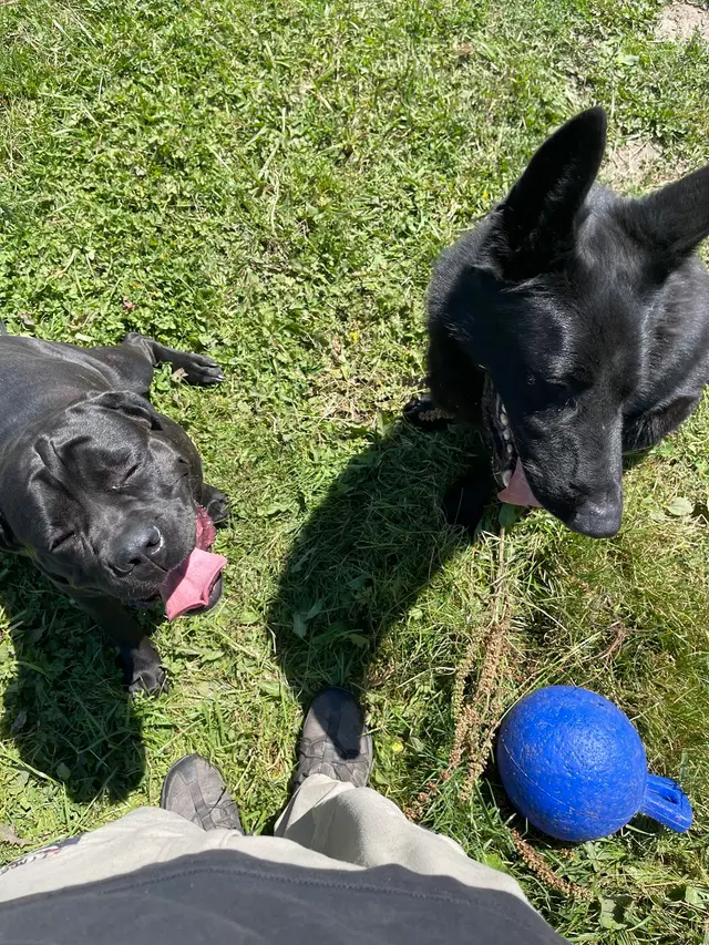Timeless K9 Boarding And Training — photo from the business 7